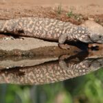 A Culinary Journey: Geprek Bensu Padang and Its Halal Offerings