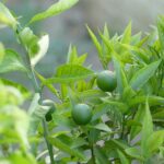 Unveiling the Special Menu of Geprek Bensu Padang