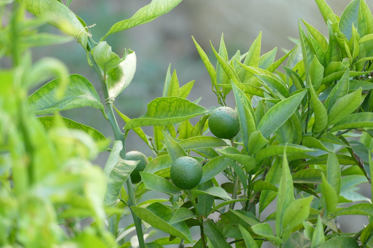 Unveiling the Special Menu of Geprek Bensu Padang